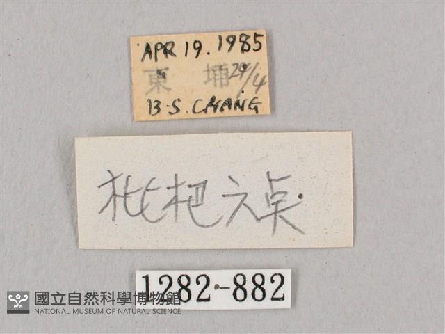 黑角六點天蛾藏品圖，第3張