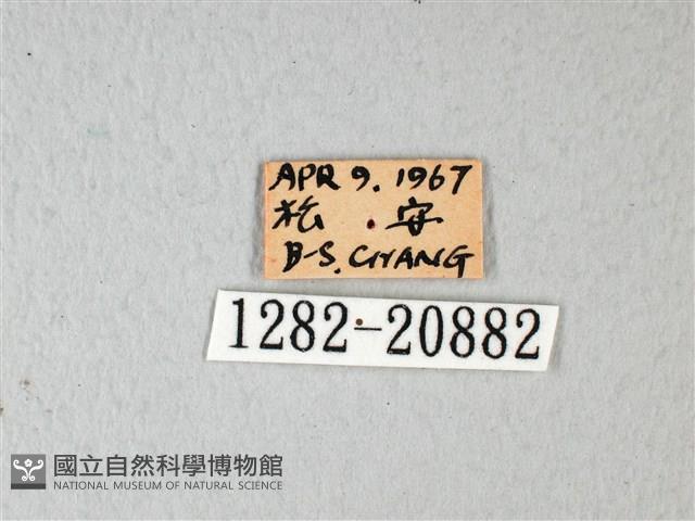 琉璃灰蝶藏品圖，第3張