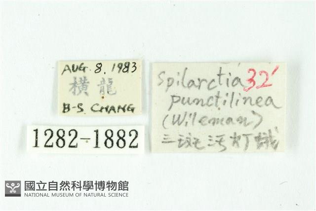 三條橙燈蛾藏品圖，第3張