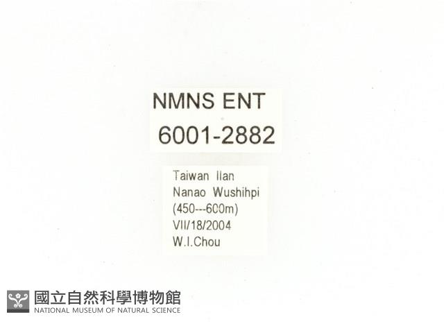 紫艷白點花金龜藏品圖，第2張