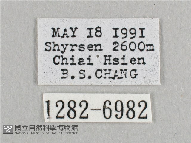 銀端帶鉤蛾藏品圖，第3張