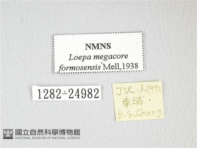 黃豹天蠶蛾藏品圖，第3張