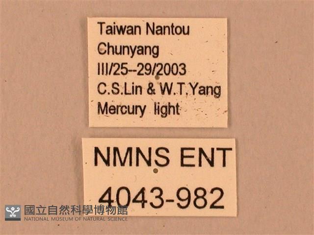 臺灣鋸翅天蛾藏品圖，第3張