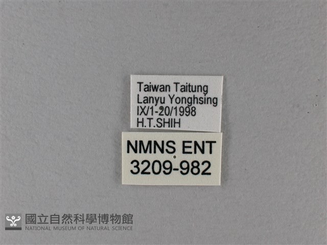 大白斑蝶藏品圖，第3張