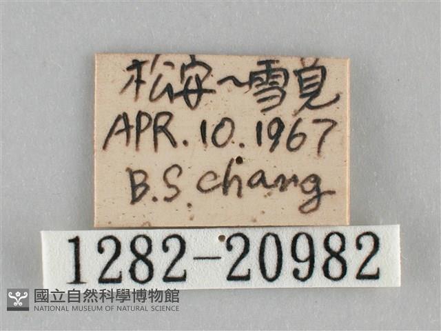 黃紋孔弄蝶藏品圖，第3張