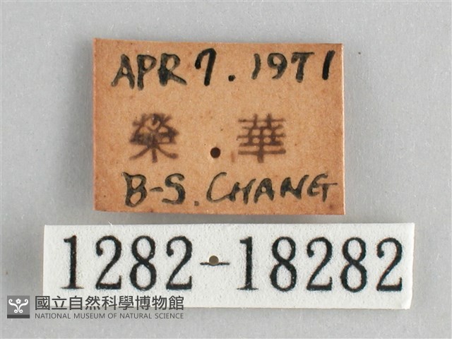 臺灣環蛺蝶藏品圖，第3張