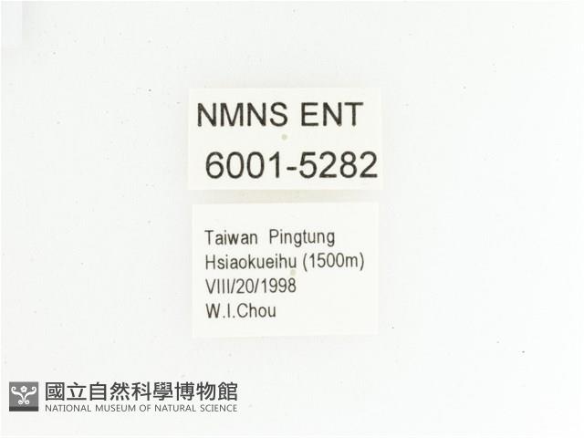 綠艷長腳花金龜藏品圖，第2張