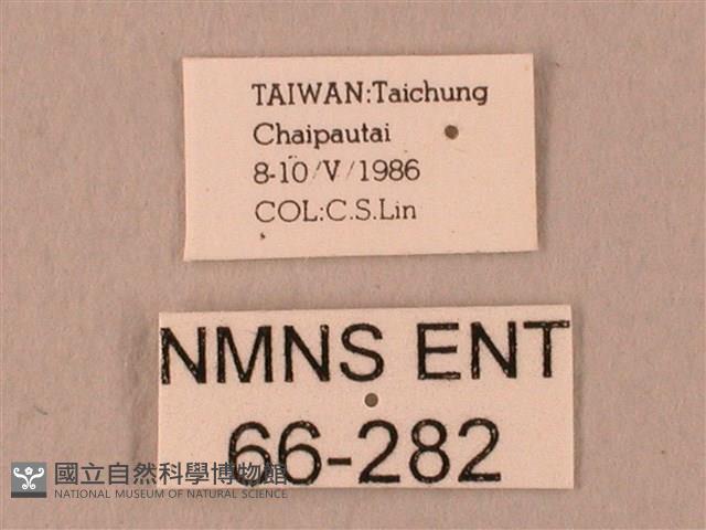 栗六點天蛾藏品圖，第3張