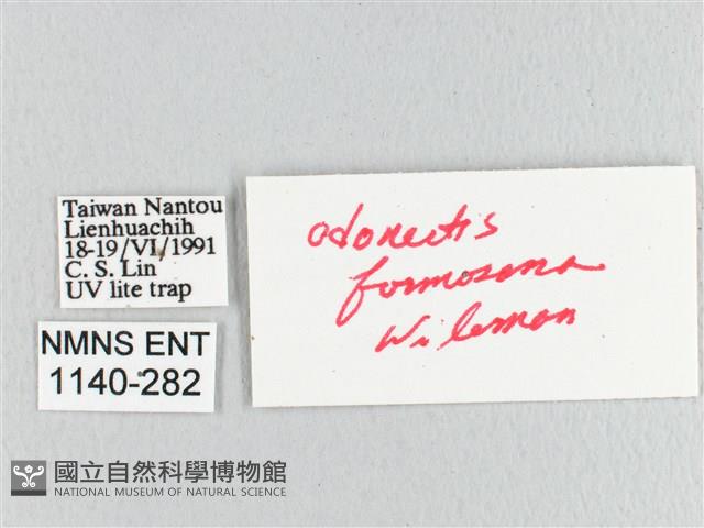 臺灣蘋毛蟲藏品圖，第3張