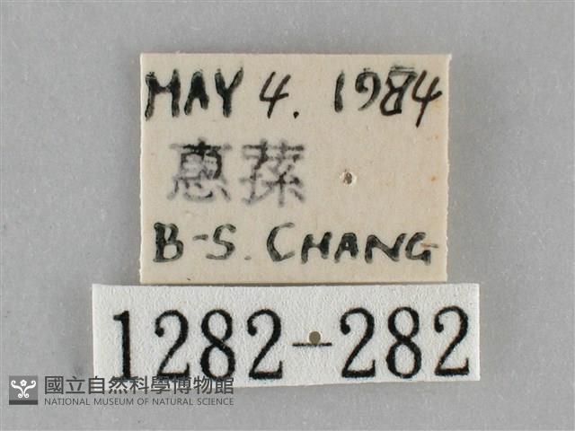 扁刺蛾藏品圖，第3張