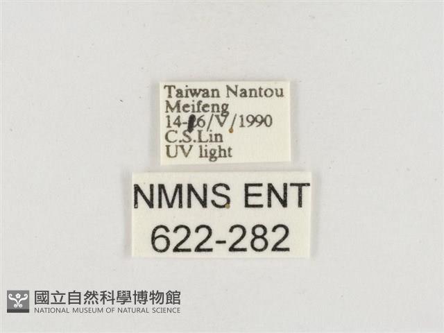 小白紋毒蛾藏品圖，第3張