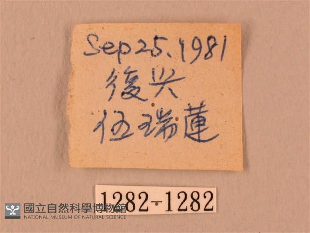 暗綠白腰天蛾藏品圖，第3張