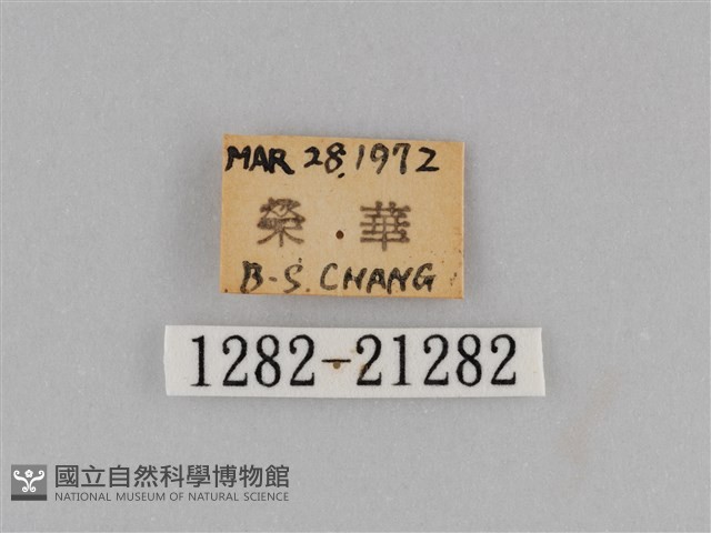 江崎波眼蝶藏品圖，第3張