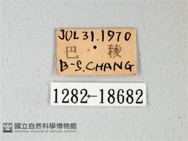 橙端粉蝶、端紅蝶藏品圖，第3張