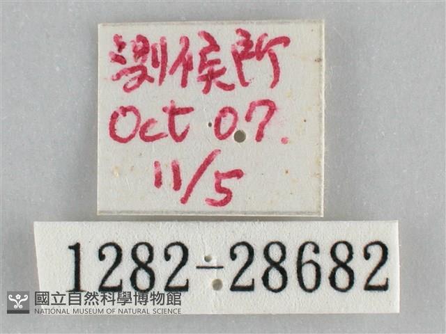 霜天蛾藏品圖，第3張