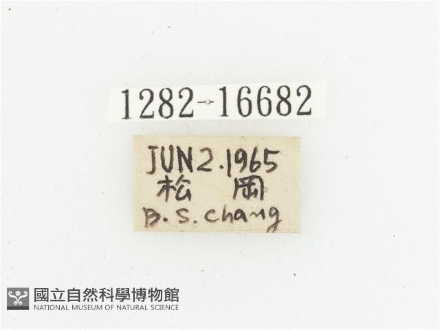 叉斑陷紋金龜藏品圖，第2張