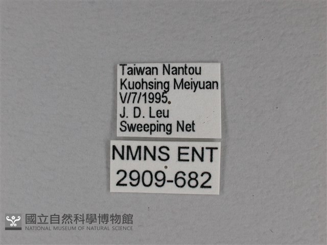 苧麻細蝶藏品圖，第3張