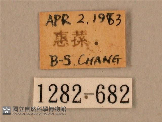 臺灣鷹翅天蛾藏品圖，第3張