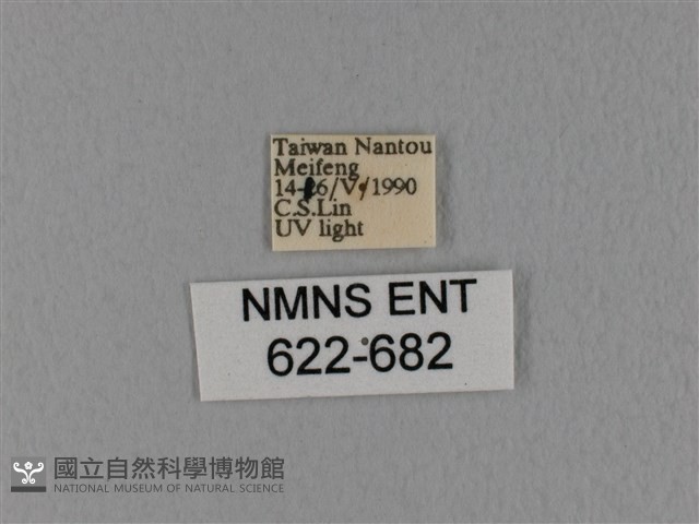 隱波紋枯葉蛾藏品圖，第3張