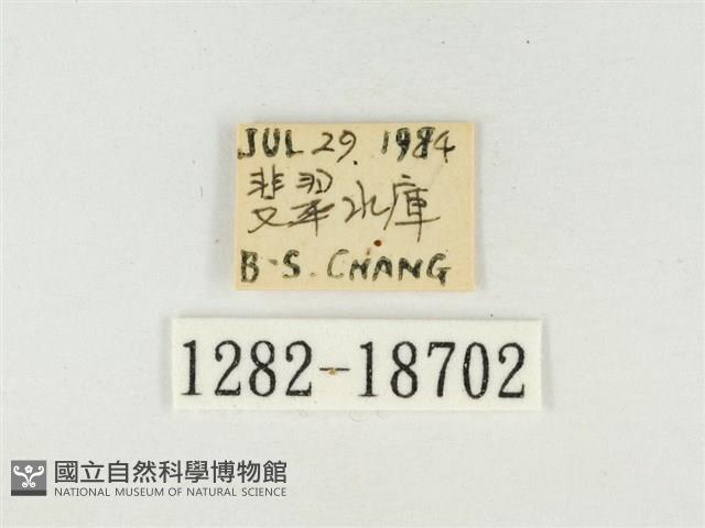 大娜波灰蝶藏品圖，第3張