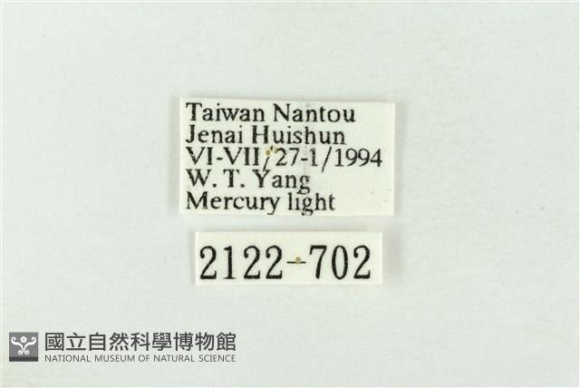 基褐綠刺蛾藏品圖，第3張