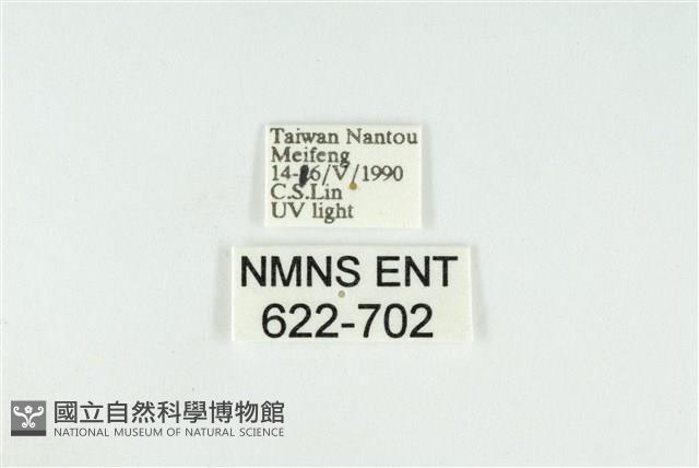 寬紋黃毒蛾藏品圖，第3張