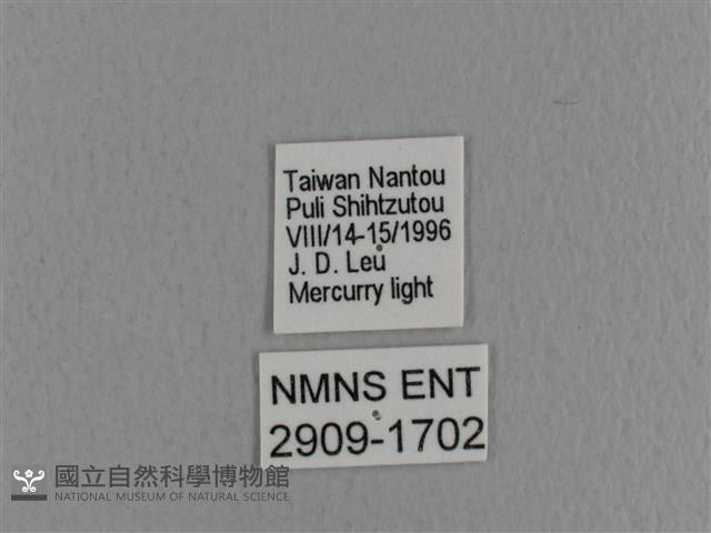 青枯葉蛾藏品圖，第3張