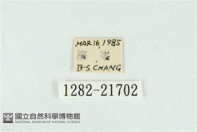 臺圓波紋蛾藏品圖，第3張