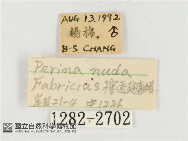 榕透翅毒蛾藏品圖，第3張