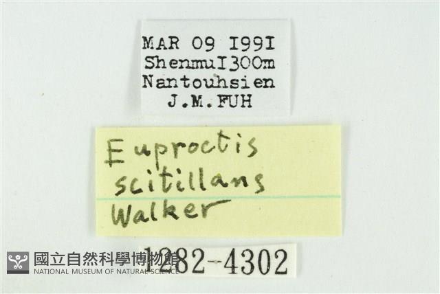 黑翅黃毒蛾藏品圖，第3張