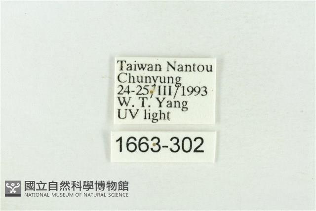 基黑新波紋蛾藏品圖，第3張