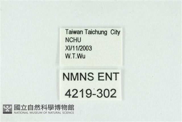 折列藍灰蝶沖繩亞種藏品圖，第3張