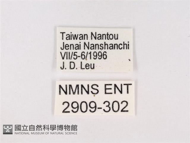 嫵琉灰蝶藏品圖，第3張