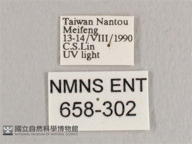 銀端帶鉤蛾藏品圖，第3張