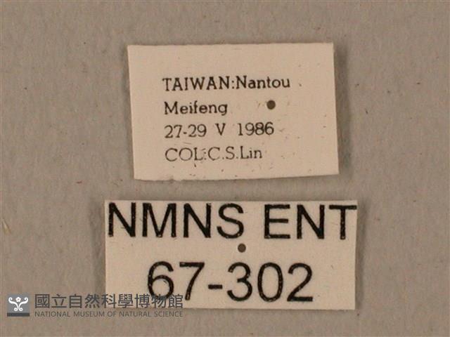 全緣缺角天蛾藏品圖，第3張