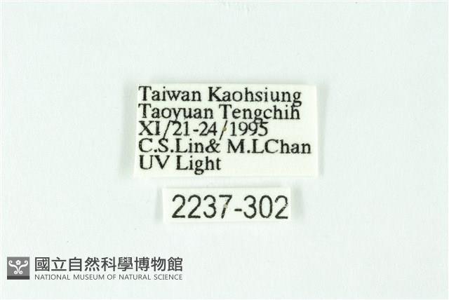 三條橙燈蛾藏品圖，第3張