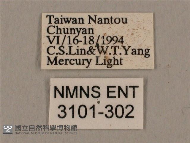 黑帶鷹翅天蛾藏品圖，第3張