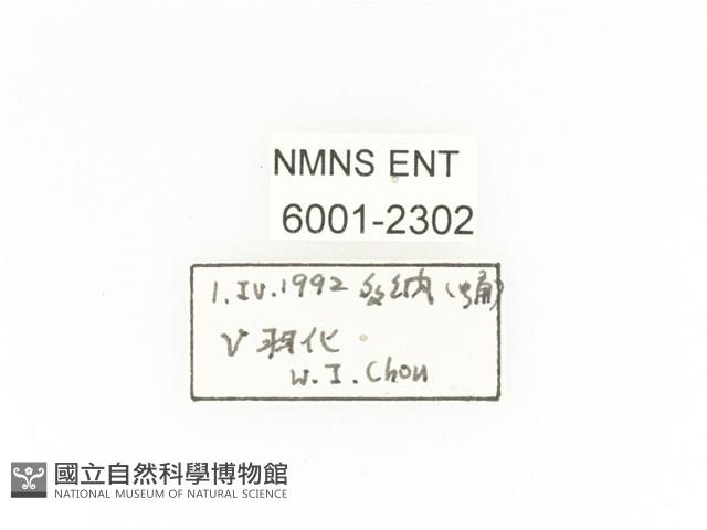 斑翅四齒金龜藏品圖，第2張