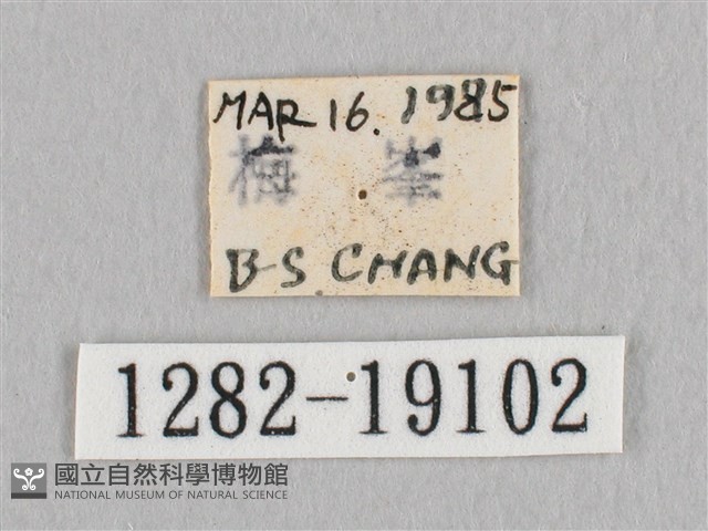 銀端帶鉤蛾藏品圖，第3張