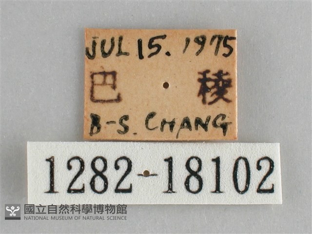 臺灣環蛺蝶藏品圖，第3張