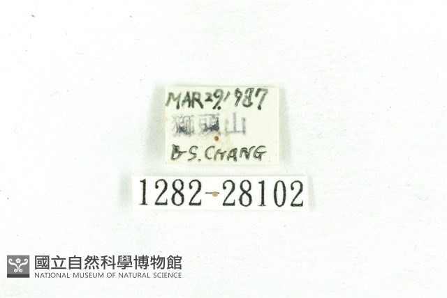 乳白斑燈蛾藏品圖，第3張