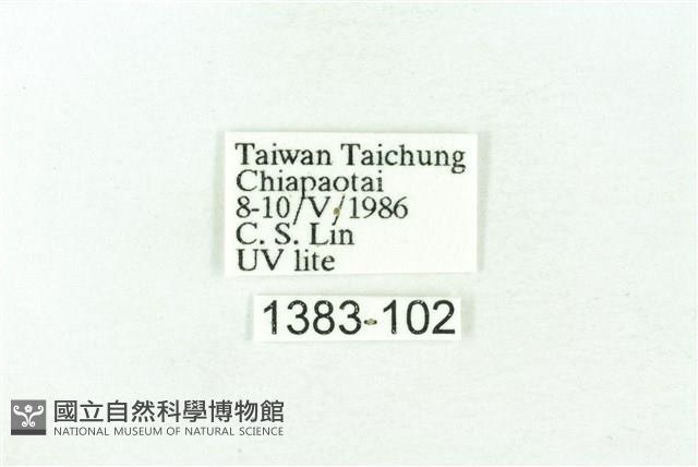 臺雪苔蛾藏品圖，第3張