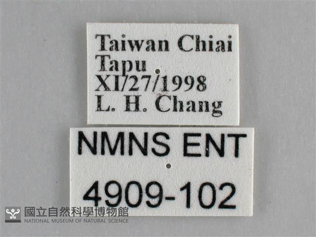 纖粉蝶、黑點粉蝶藏品圖，第3張