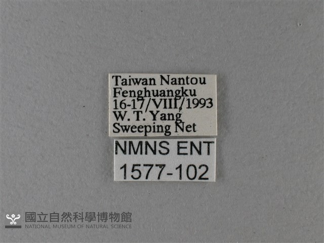 大絹斑蝶藏品圖，第3張