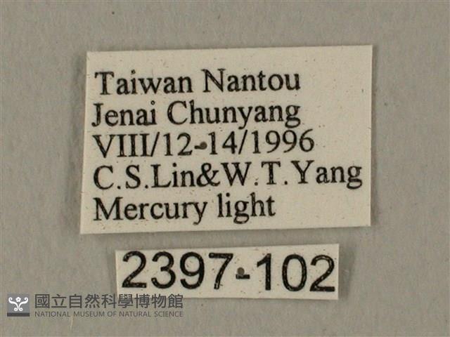 蝦殼天蛾藏品圖，第3張