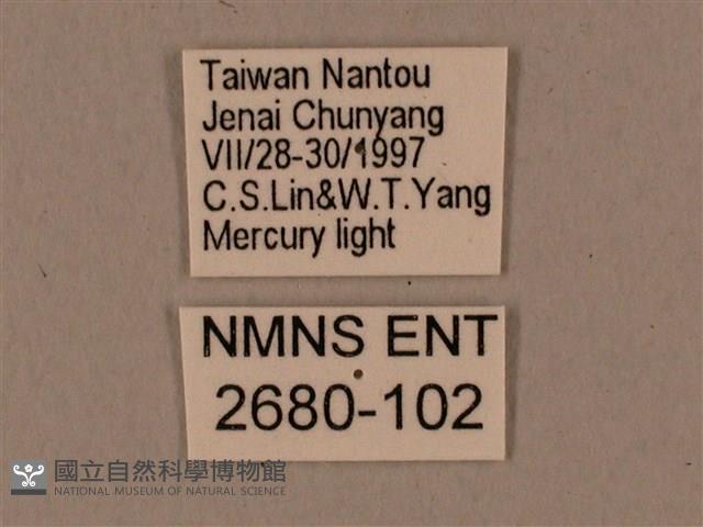 鬼臉天蛾藏品圖，第3張