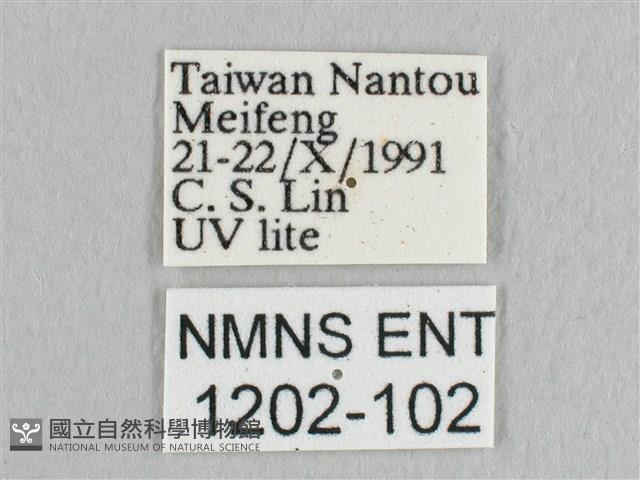 銀端帶鉤蛾藏品圖，第3張