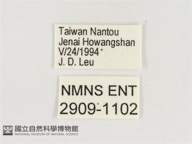 淺色眉眼蝶藏品圖，第3張