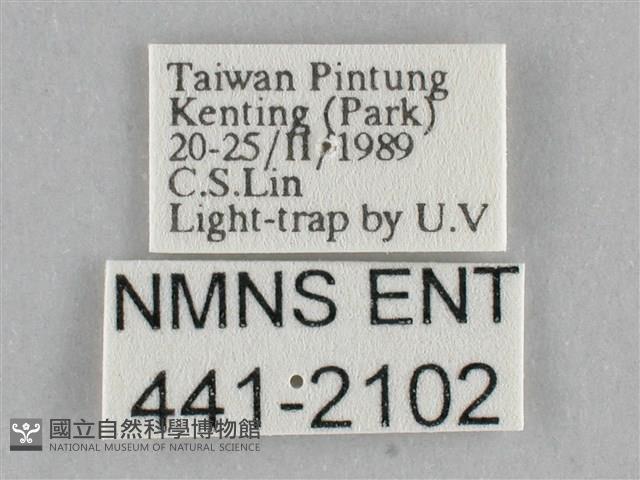 一點擬燈蛾藏品圖，第3張