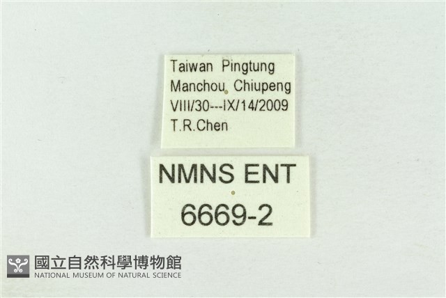 波紋眼蛺蝶藏品圖，第3張